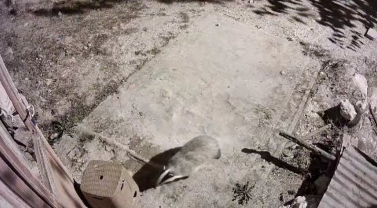 Türkiye’de nadir görülen bal porsuğu ile sansar kameralarında