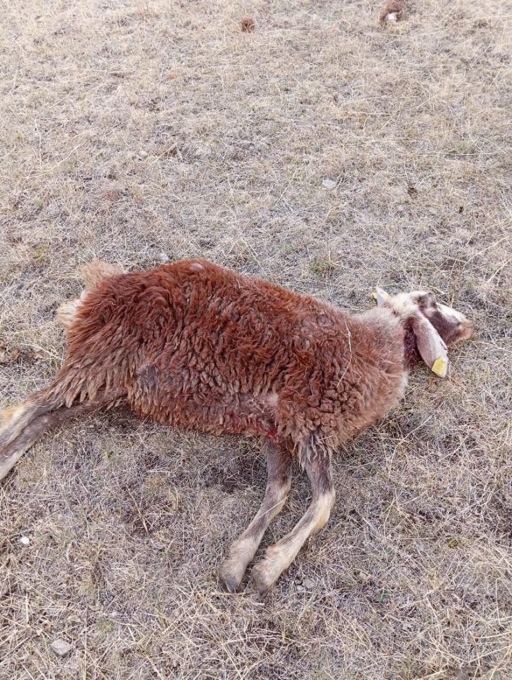 Horasan’da kurtlar sürüye daldı: 3 koyun telef oldu