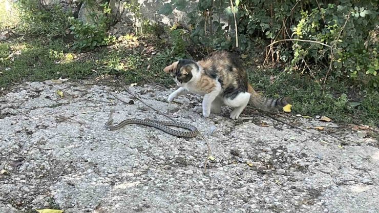 Fare değil yılan avladı: Bayburt’ta kedi yılanı pati darbeleriyle öldürdü