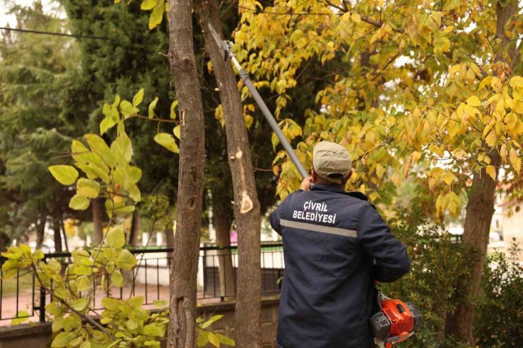 Çivril Belediyesi budamayla hem tehlikeyi önlüyor hem de ağaçların ömrünü uzatıyor