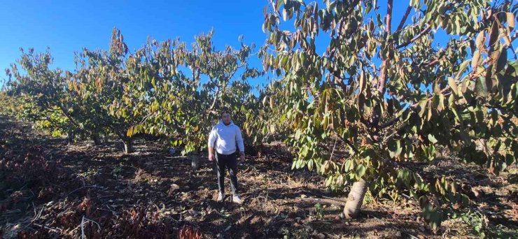 Zirai dondan etkilenen kiraz üreticisinden devlete destek teşekkürü