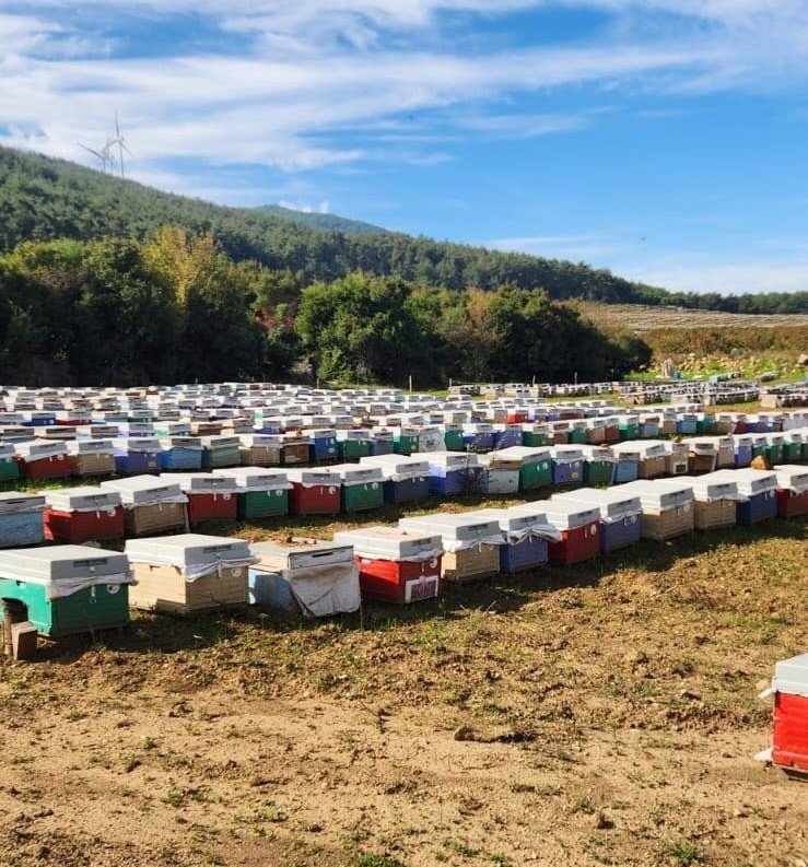 Söke’de arılı kovan tespiti yapıldı