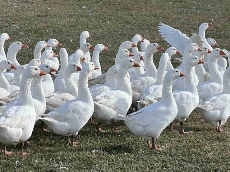 Kars’ta sofralarının vazgeçilmezi: ’Kar yiyen kazlar’ kesime hazır
