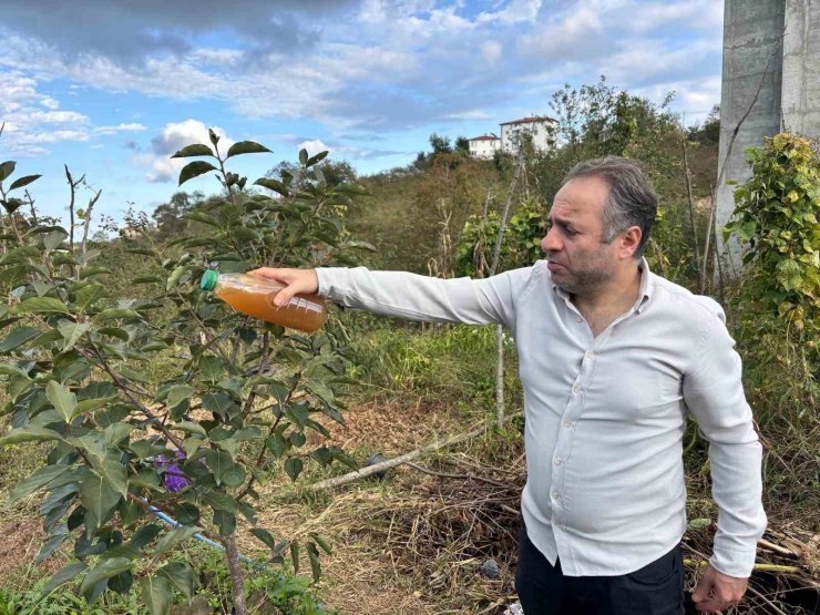 Kadife çiçeği ve soğanla kahverengi kokarcaya doğal çözüm