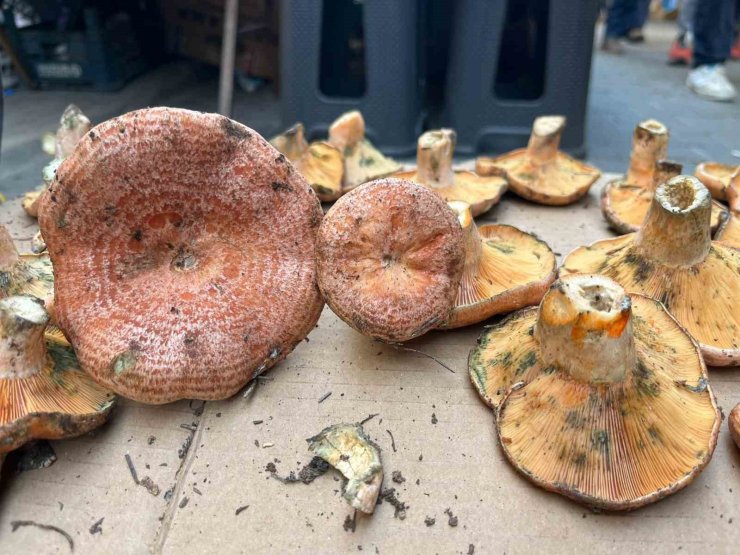 Aydın’da çıntar çıktı, kilosu 500 TL