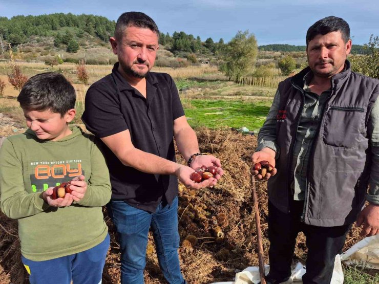 Buldan’ın tescilli kestanesinde hasat zamanı