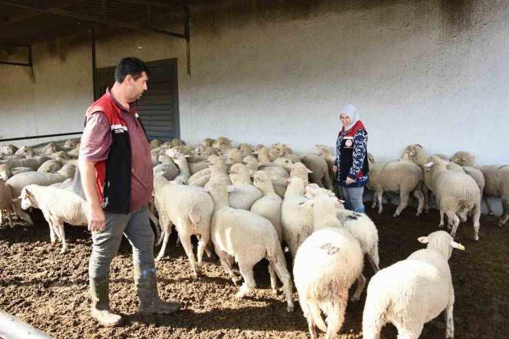 Aliağa’da hibe koyun ve koçlar üreticilere teslim edildi