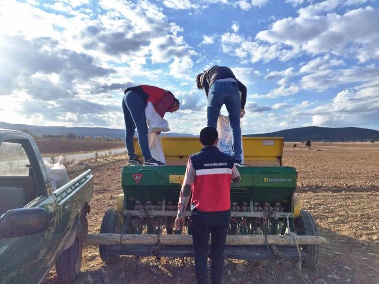 Çavdarhisar’da buğday ve tritikale tohumlarının ekimi yapıldı