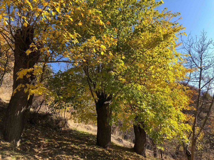 Arapgir’de sonbahar doğal güzelliğiyle görenleri hayran bıraktırıyor