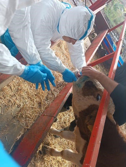 Nazilli’de şap hastalığıyla mücadele sürüyor
