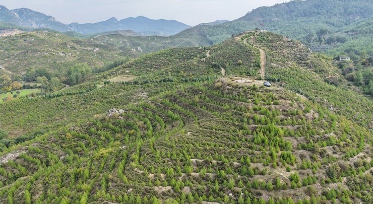 Dalaman’da 6 yıl önce dikilen fidanlar ormana dönüştü