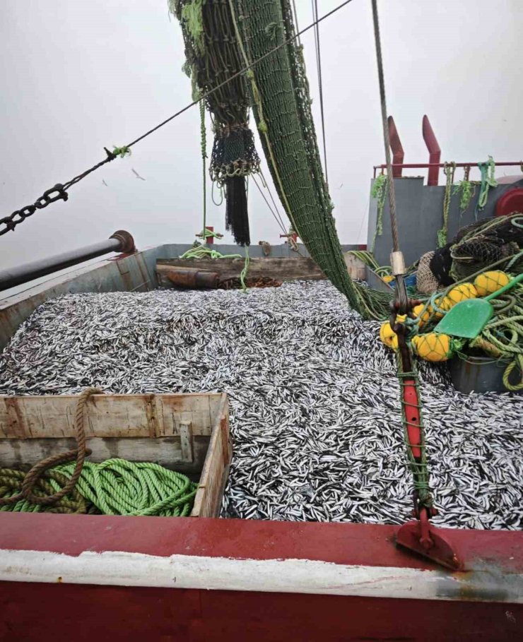 Samsun’da 1 milyon 843 bin 550 kilo hamsi denetlendi