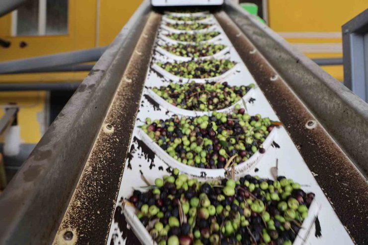 Adana’da zeytinin yağ yolculuğu başladı