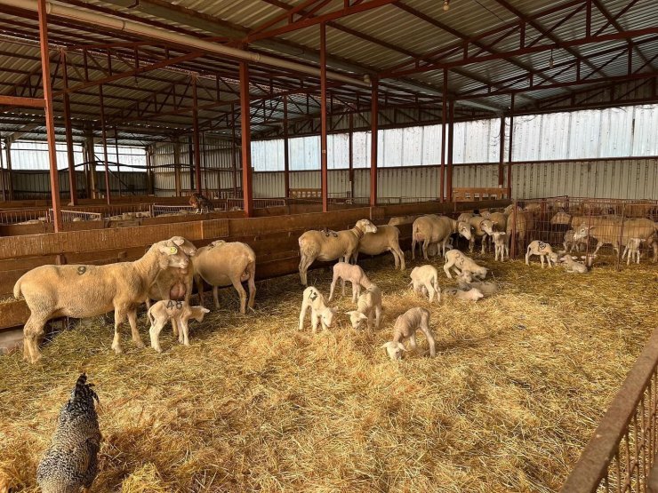 Genç girişimciye yüzde 100 hibe desteğiyle hayvancılık projesi