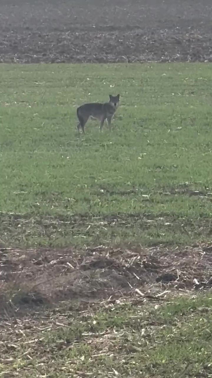 Popülasyonu artan kurtlar köylere indi