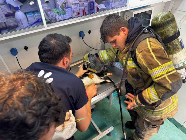 Mazgala düşen kayıp köpek ve yangında mahsur kalan kediler itfaiyenin çabasıyla kurtarıldı