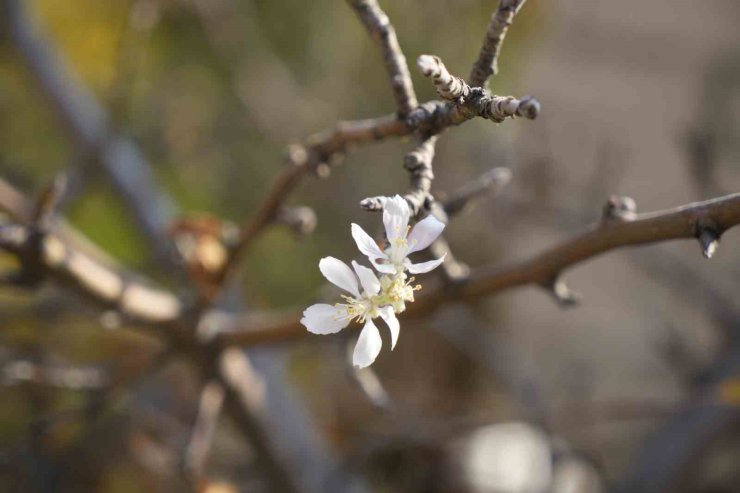 Gümüşhane’de Kasım ayında çiçek açan elma ağacı şaşırttı