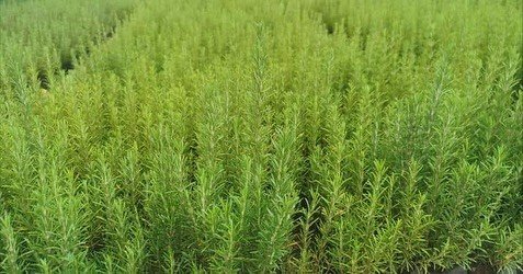 Muğla’da atıl araziler biberiye ile canlanıyor