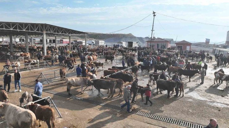 Şap tehlikesi nedeniyle kapatılmıştı, Sorgun Hayvan Pazarı 5 ay sonra yeniden açıldı