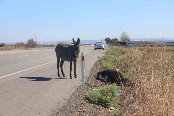 Telef olan annesinin başında beklediği görüntülerle duygulandıran sıpa yeni yuvasında yaşamaya başladı