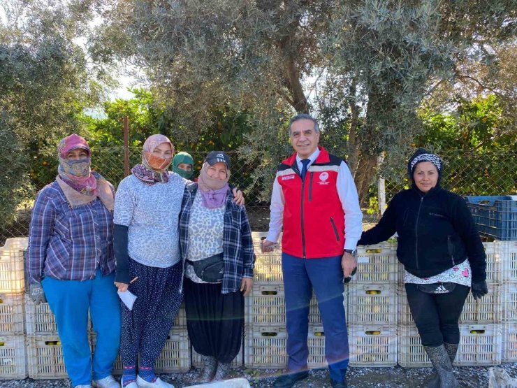 Aydın’da mandalina hasadı başladı