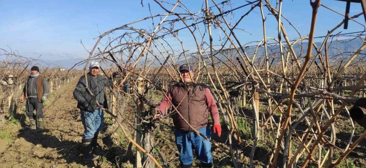 Sarıgöl’de bağ budama işçi ücretleri belli oldu