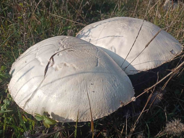 Doğada büyüyen dev mantarlar şaşkına çevirdi