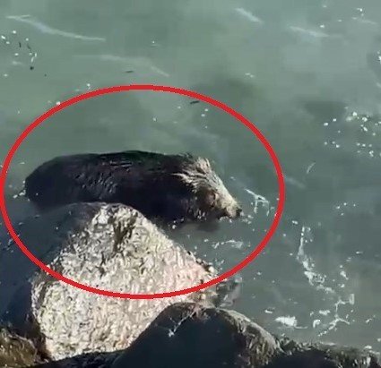 Ordu’da denizde yaban domuzu görüntülendi