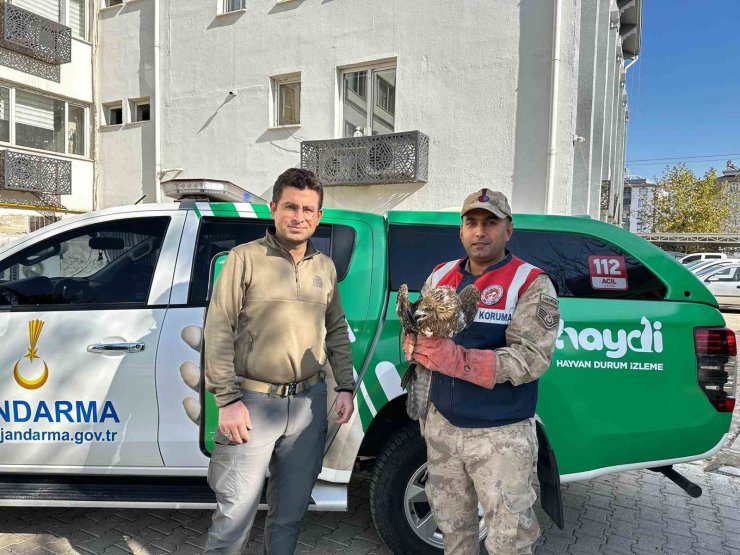 Kilis’te yaralı kızıl şahin koruma altına alındı