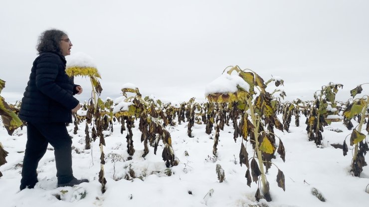 Profesörden karlı bir ayçiçeği tarlasında şaşırtan performans