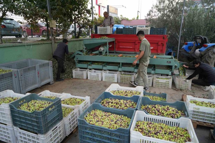 Kazdağları’nda tescilli yeşil çizik zeytin için elek mesaisi başladı