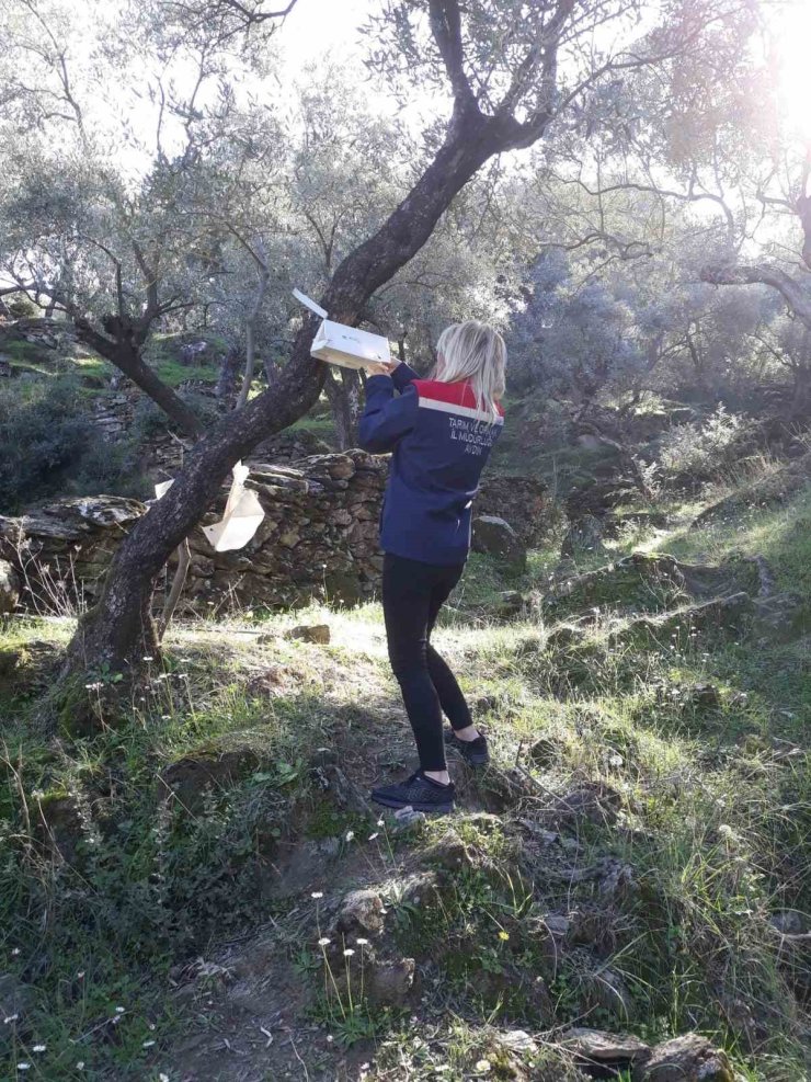 Söke’de zeytin sineği mücadelesi devam ediyor