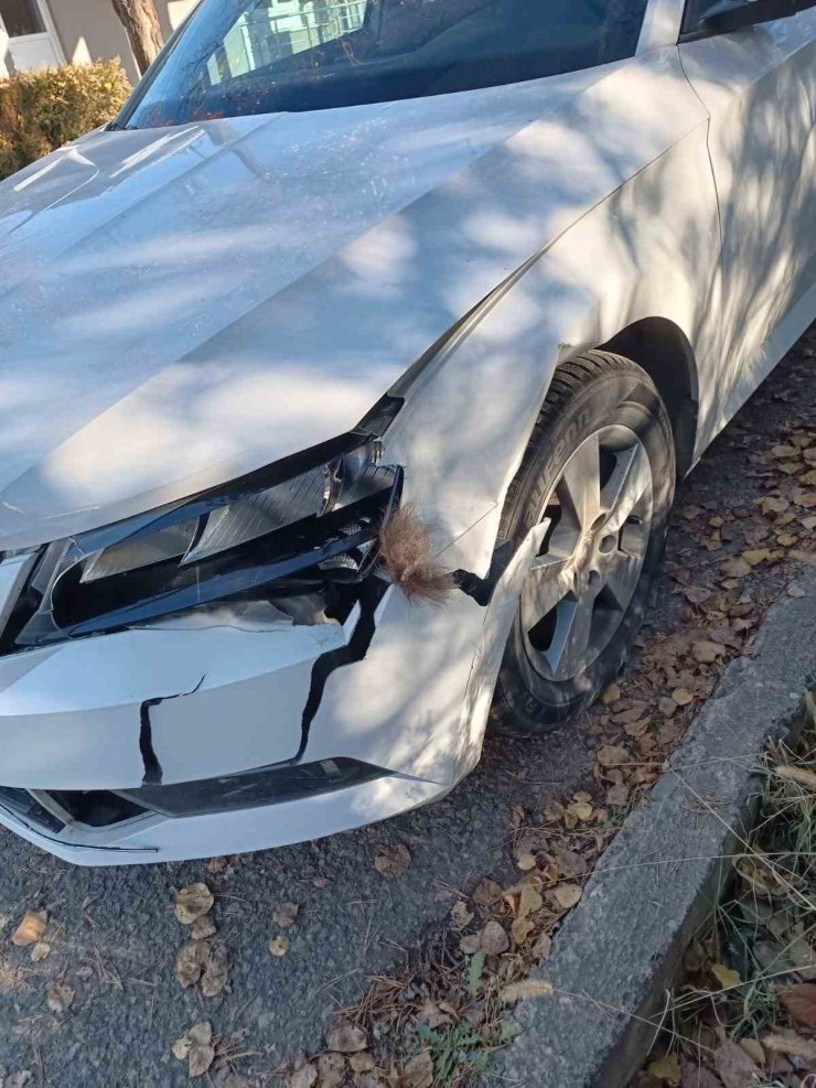 Otomobil ayıya çarptı