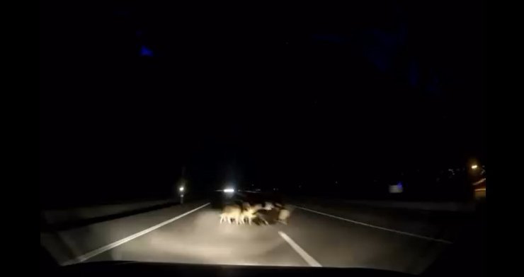 Tokat’ta otomobil sürüye çarptı: 12 koyun telef oldu