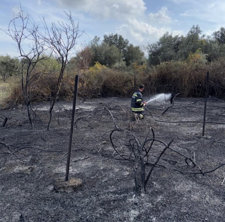 Muğla’da üzüm bağları alevlere teslim oldu