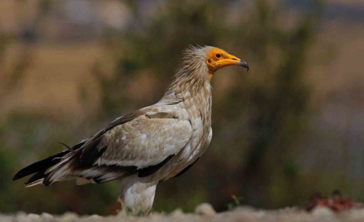 Dünyada sadece 3 yerde görülen doğa olayı: Akbabaların yiyecek döngüsü