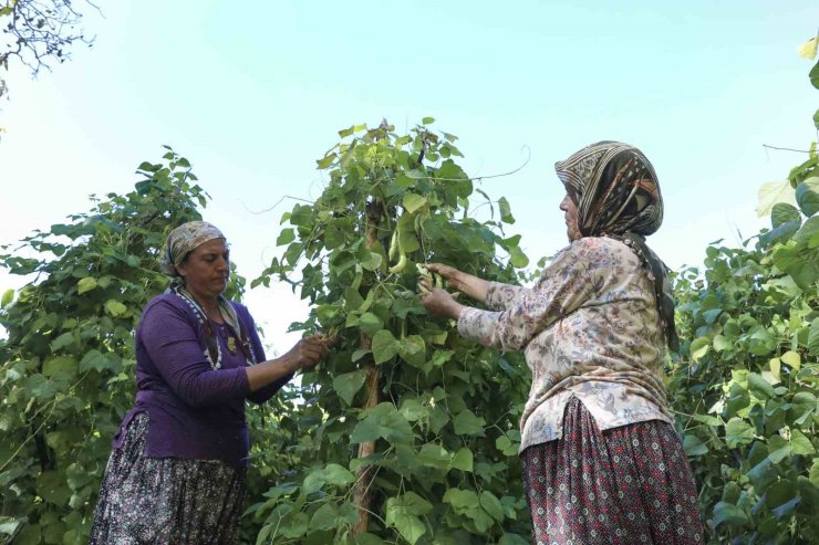 Mersin’de atalık tohumlar gelecek nesillere aktarılıyor