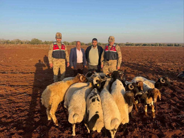 Kilis’te kaybolan 19 küçükbaş hayvan jandarma tarafından bulundu