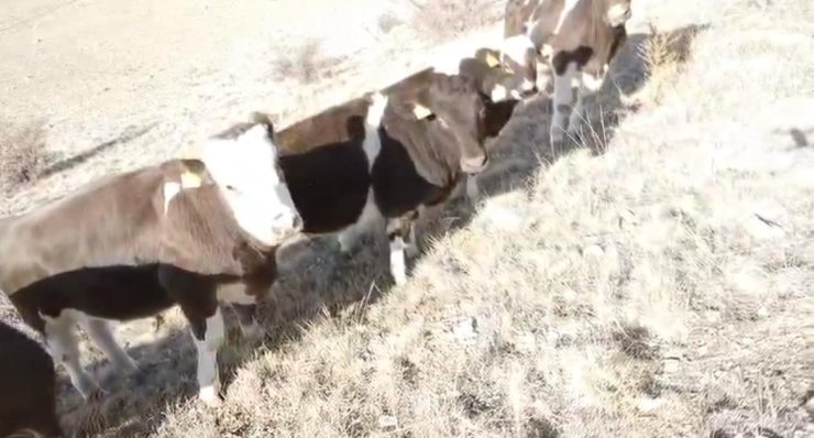 Firar eden inekleri jandarma ekipleri buldu