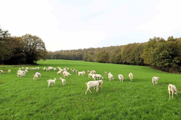 Süt otu desteği meraları yeşertti, maliyetleri düşürdü