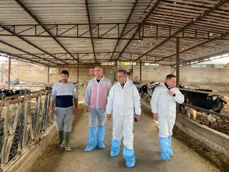 Aydın’da şap hastalığına karşı 565 bin 687 doz aşı uygulandı