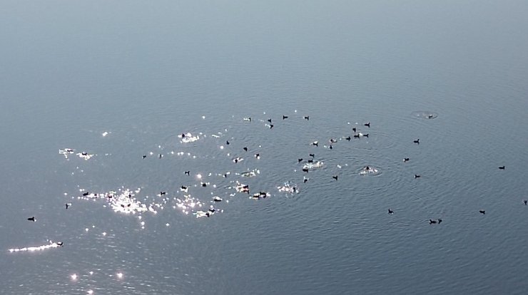 Kars Barajı, göçmen kuşların yeni mekan