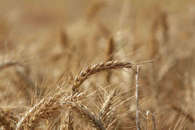 Küresel tahıl üretiminde 105 milyon tonluk rekor artış bekleniyor