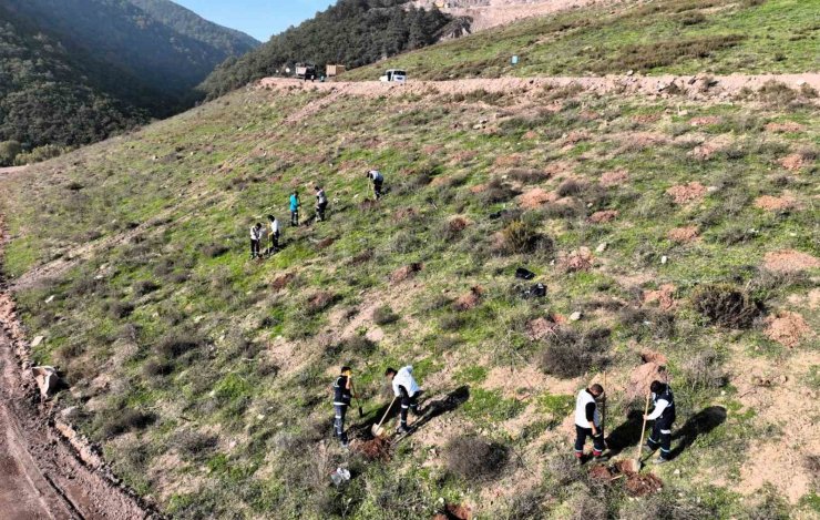 Körfez’e 3 bin 300 Toros sediri dikilecek