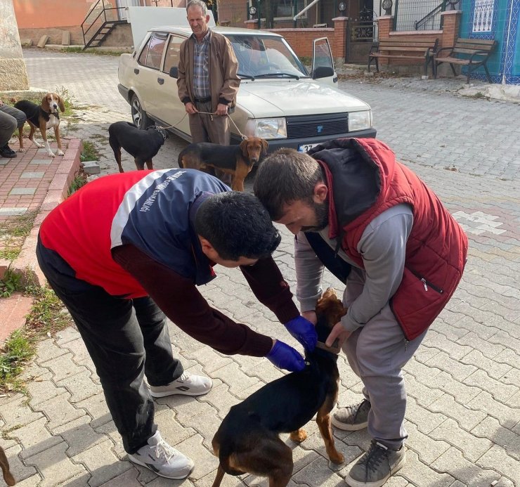 Emet’te sahipli kedi ve köpeklere mikroçip ve kuduz aşısı uygulaması