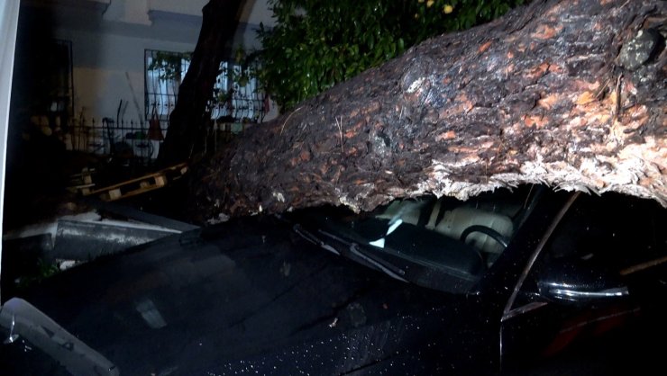 Antalya’da yağmur ve şiddetli rüzgar 10 metrelik ağaç devrildi: iki araç ve bina zarar gördü