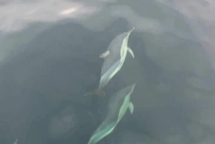 Ordu’da yunusların balıkçı tekneleriyle yarışması görsel şölen oluşturdu