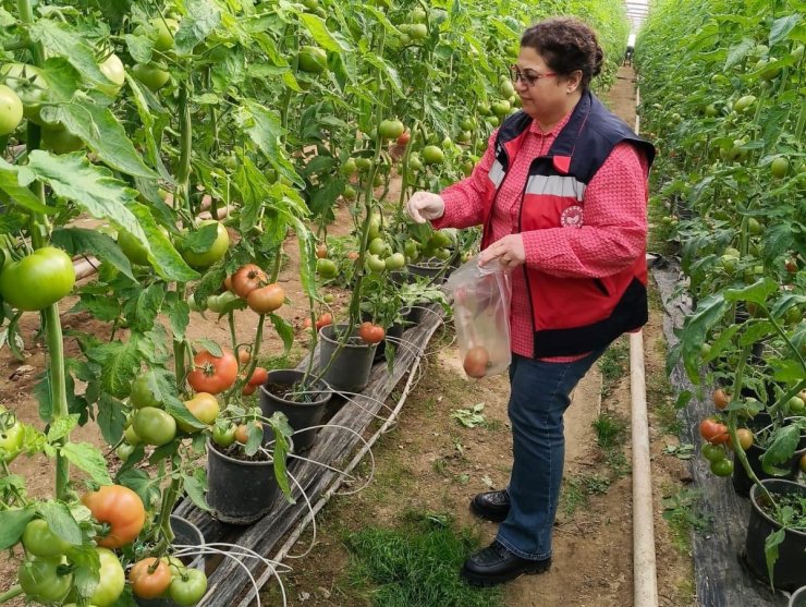 Simav’daki sera alanlarından pestisit denetimi için domates numunesi alımı