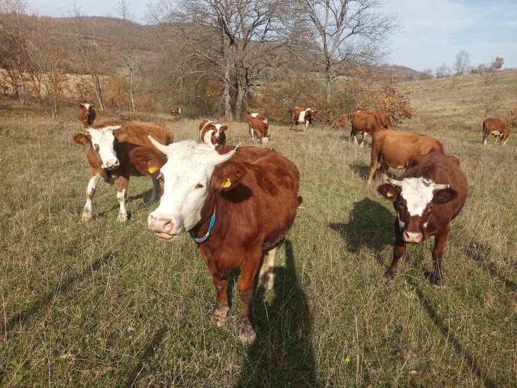 Samsun’da 2026 Şap Aşılama Programı başladı