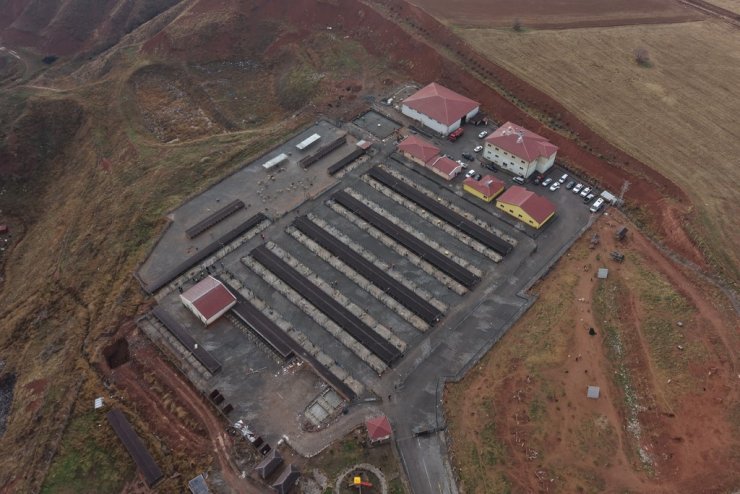 Sivas’ta sokak hayvanları için kapsamlı dönüşüm başladı